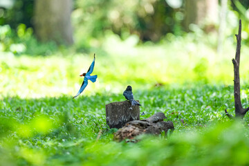 White-breasted Kingfisher and Loop-tailed Drongo live naturally in the forests of Thailand.