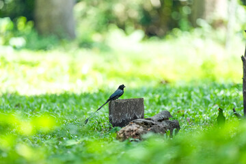 The loop-tailed stork lives in the natural forests of Thailand.