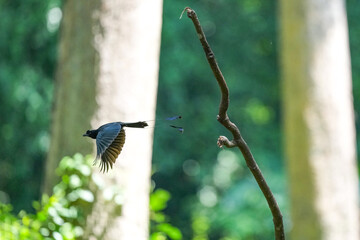 The loop-tailed stork lives in the natural forests of Thailand.