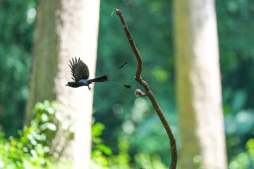 The loop-tailed stork lives in the natural forests of Thailand.