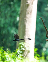 The loop-tailed stork lives in the natural forests of Thailand.