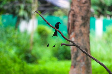 The loop-tailed stork lives in the natural forests of Thailand.