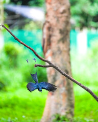 The loop-tailed stork lives in the natural forests of Thailand.
