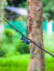 The loop-tailed stork lives in the natural forests of Thailand.