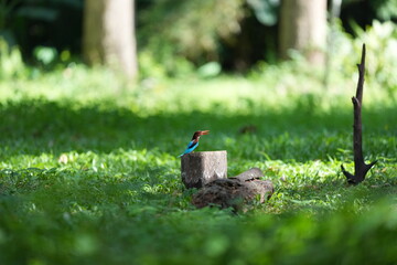 White-breasted Kingfisher lives naturally in the forests of Thailand.