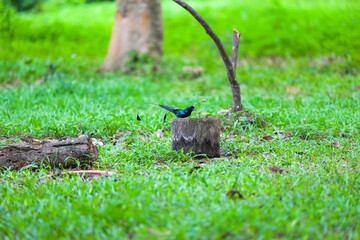 The loop-tailed stork lives in the natural forests of Thailand.