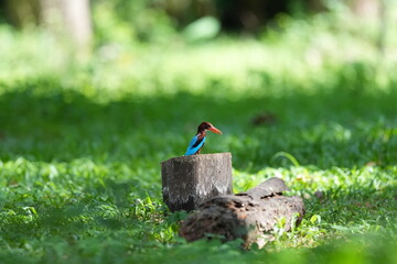White-breasted Kingfisher lives naturally in the forests of Thailand.