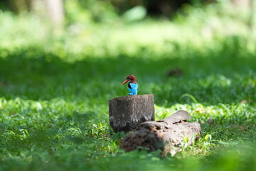 White-breasted Kingfisher lives naturally in the forests of Thailand.