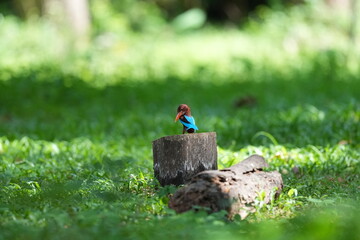 White-breasted Kingfisher lives naturally in the forests of Thailand.