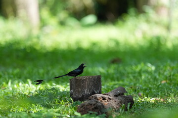 The loop-tailed stork lives in the natural forests of Thailand.