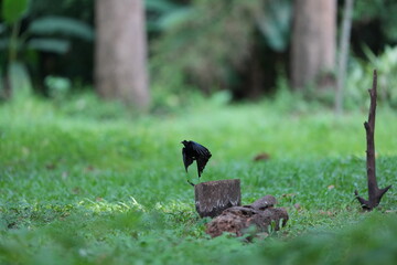 The loop-tailed stork lives in the natural forests of Thailand.