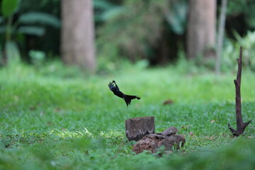 The loop-tailed stork lives in the natural forests of Thailand.