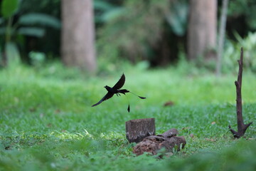 The loop-tailed stork lives in the natural forests of Thailand.