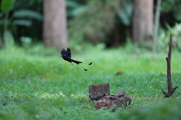 The loop-tailed stork lives in the natural forests of Thailand.