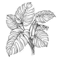 vintage ink sketch monstera leaves hand drawn illustration black and white

