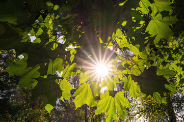 Sunlight Filtering Through Lush Green Leaves in Forest
