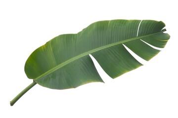 Fototapeta premium Isolated single banana leaf with visible stem and split sections on a white background studio shot