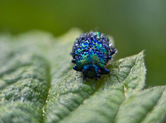 blue bug on green leaf