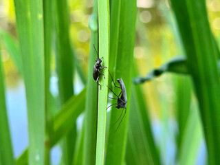 dragonfly on a leaf