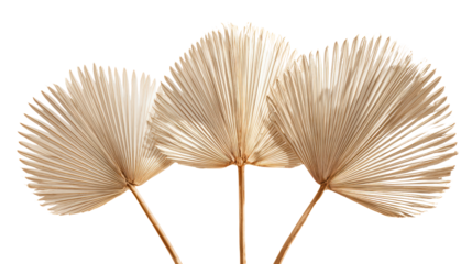Dried palm leaves arranged artistically on a white isolated background.