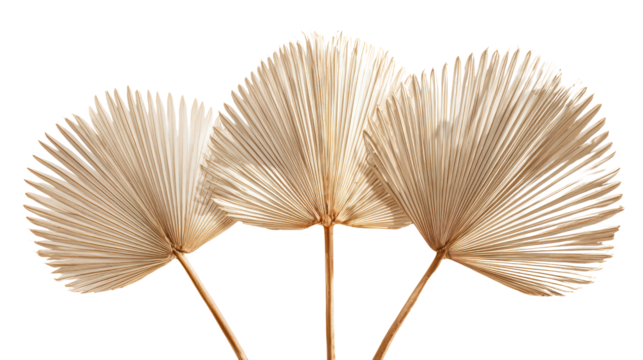 Dried palm leaves arranged artistically on a white isolated background.