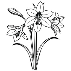 An elegant white amaryllis, with graceful, bell-like blooms, radiating purity and festive holiday cheer.