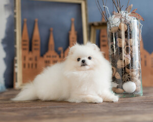 White fluffy Pomeranian Spitz lying indoors beside glass vase filled with walnuts twigs natural...
