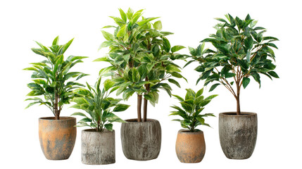 Group of various potted plants of different heights with a white isolated background.