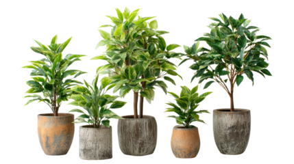 Group of various potted plants of different heights with a white isolated background.