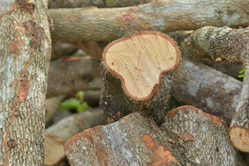 cross section of tree stump