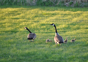 Canada Goose Family