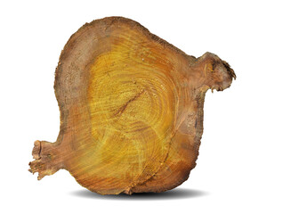 cross section of tree stump isolated on white background. This has clipping path.