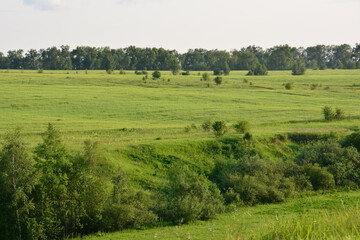 Green Meadow Landscape with Trees and Sky wallpaper