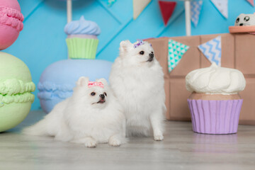 Two white fluffy Pomeranians Spitz with colorful bows among giant candy props backdrop.	Two white fluffy dogs with pink and purple bows surrounded giant macaron cupcake props pastel candy studio set