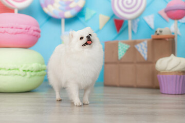 White fluffy Pomeranian Spitz with open mouth stands colorful giant macaron props.	Standing white...