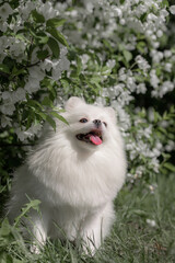 Fototapeta premium Adorable white Pomeranian Spitz poses under white blossoms with mouth open, tongue showing, capturing bright natural beauty. Fluffy white dog in green grass beneath blooming branches, mouth open play