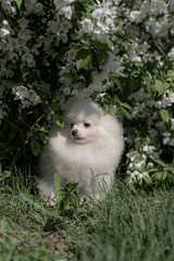 Fluffy white Pomeranian Spitz stands quietly in grass framed by abundant white blossoms, evoking...