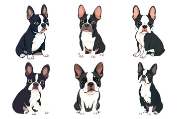 Collection Set of Various Poses Cute Cartoon Boston Terrier Dogs Vector Illustrations