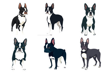 Cute Boston Terrier Dogs Vector Illustration Set Standing Various Poses Animal Graphic Design Element Collection