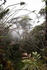 Mossy forest of Kinabalu, Sabah, Borneo, Malaysia