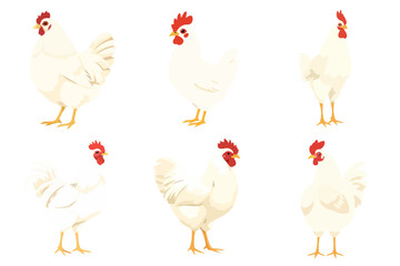 Flat Vector Illustration Set of White Chickens and Roosters Poultry Farm Animals Different Poses Collection Graphic Elements