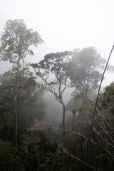 Mossy forest of Kinabalu, Sabah, Borneo, Malaysia