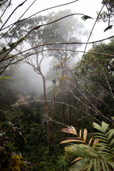 Mossy forest of Kinabalu, Sabah, Borneo, Malaysia