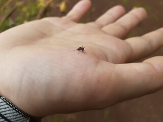 Dangerous Malaria Infected Mosquito Skin Bite. Mosquito bite human hand.