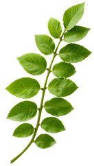 Fototapeta premium Realistic Curry Leaf Sprig