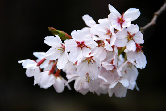 cherry blossom in spring