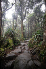 Mossy forest of Kinabalu, Sabah, Borneo, Malaysia