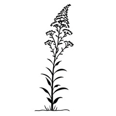 Fototapeta premium A goldenrod spike, with densely packed, tiny yellow flowers, a classic image of late summer and autumn abundance.