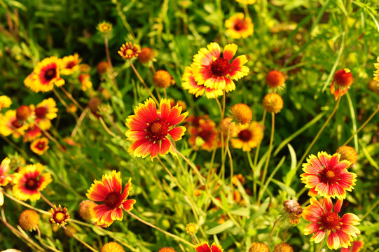 field of yellow flowers