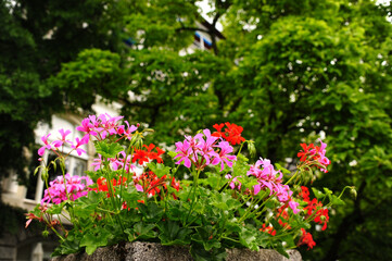 pink and white flowers